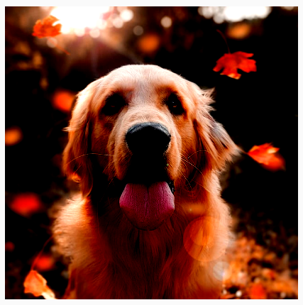 تم تعديل سطوع الصورة وتباينها باستخدام ColorMatrix